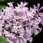 Lilac, Little Lady