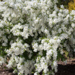 Pearl Bush, Lotus Moon