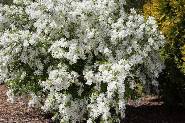 Pearl Bush, Lotus Moon