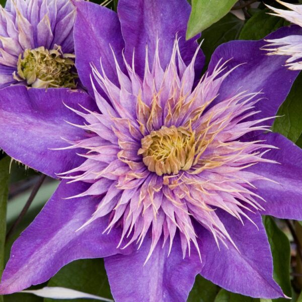 Clematis, Multi-Blue