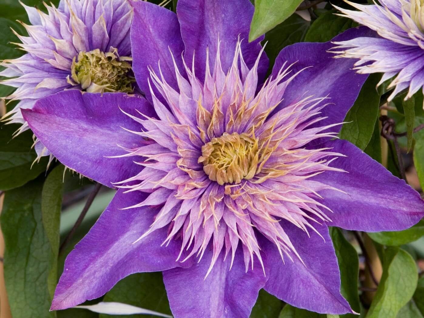 Clematis, Multi-Blue