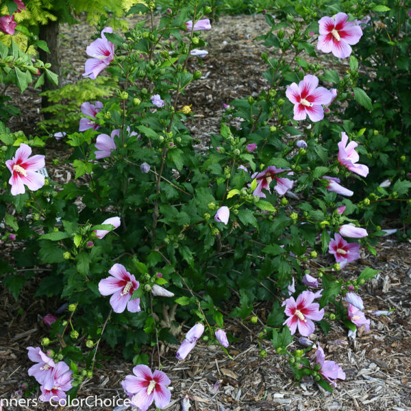 Althea, Orchid Satin