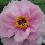 Peony, Hanakisoi Pink Tree