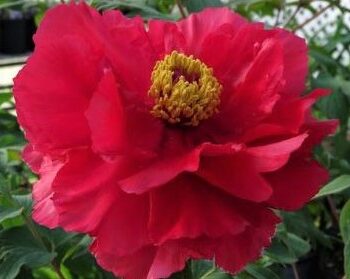 Peony, Houki Tree