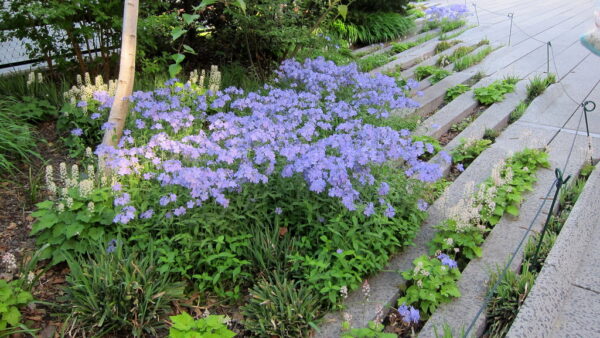 Phlox, Blue Moon