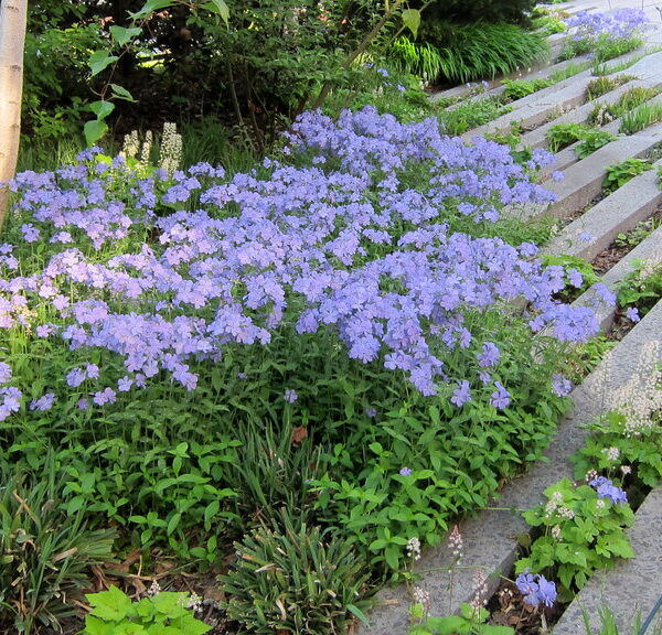 Phlox, Blue Moon