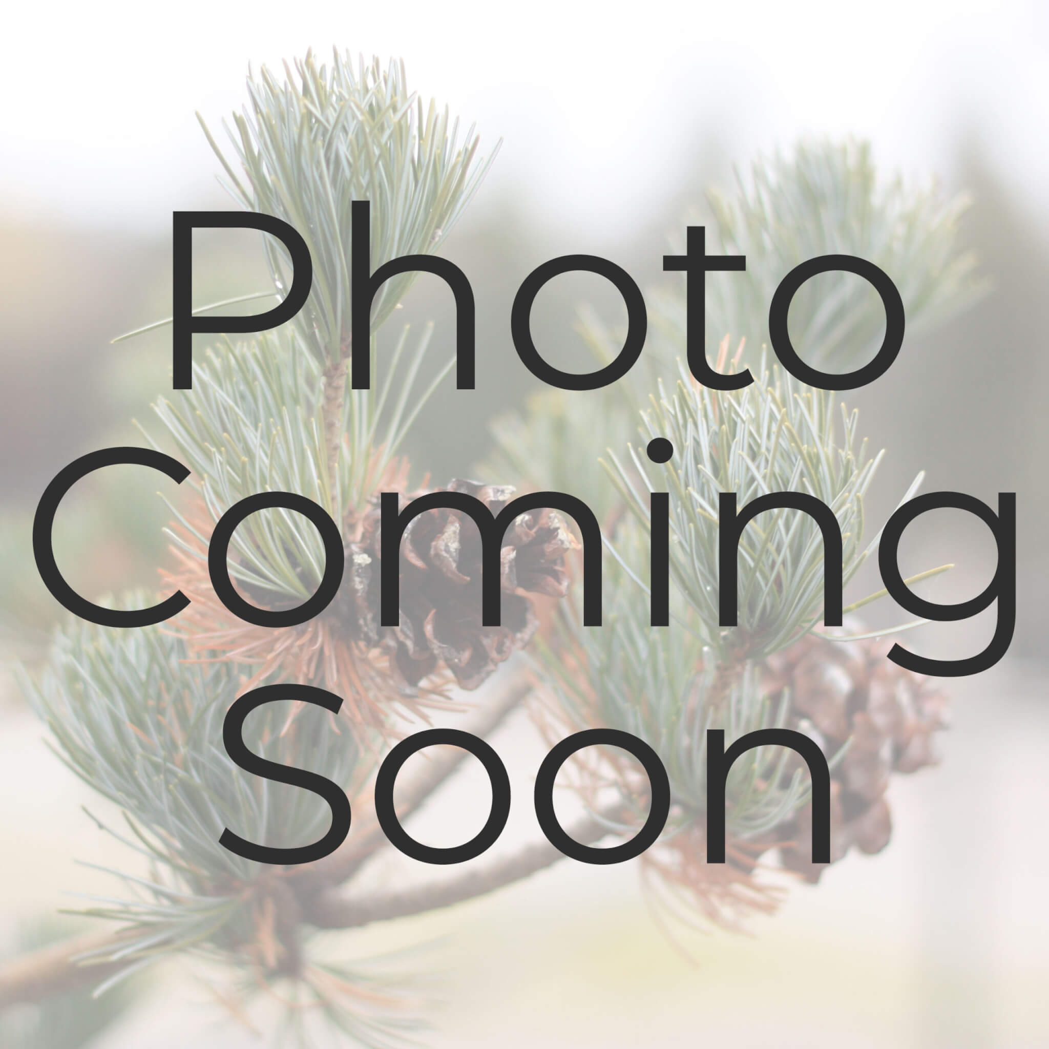 Pine, Eastern White