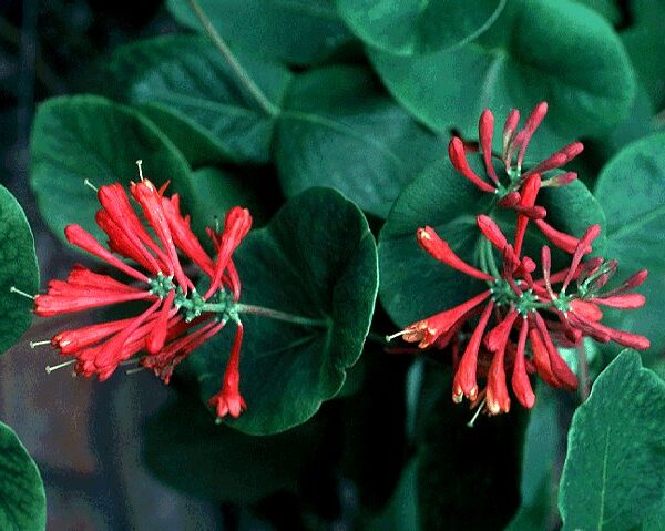 Honeysuckle, Dropmore