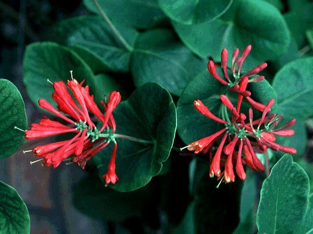 Honeysuckle, Dropmore