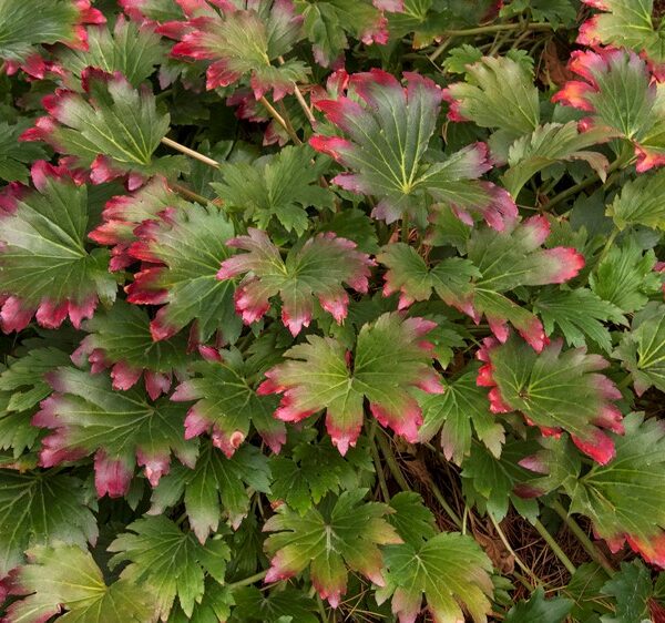 Mukdenia, Crimson Fans