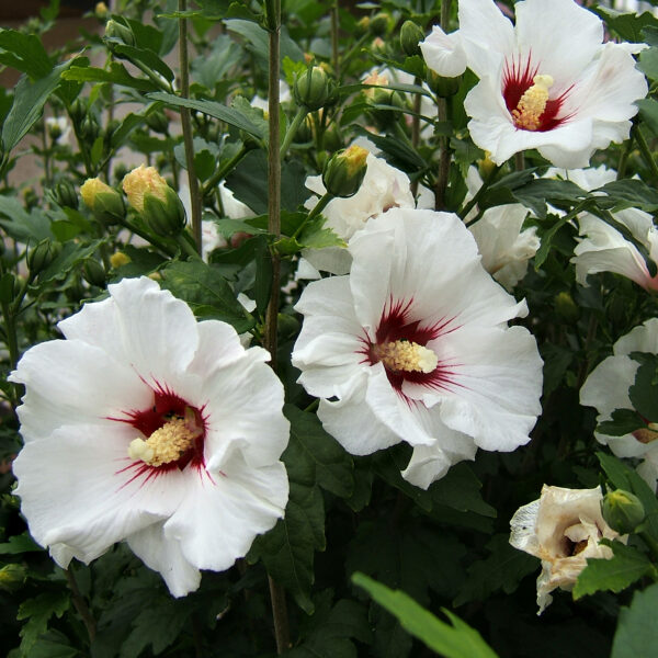 Althea, Red Heart