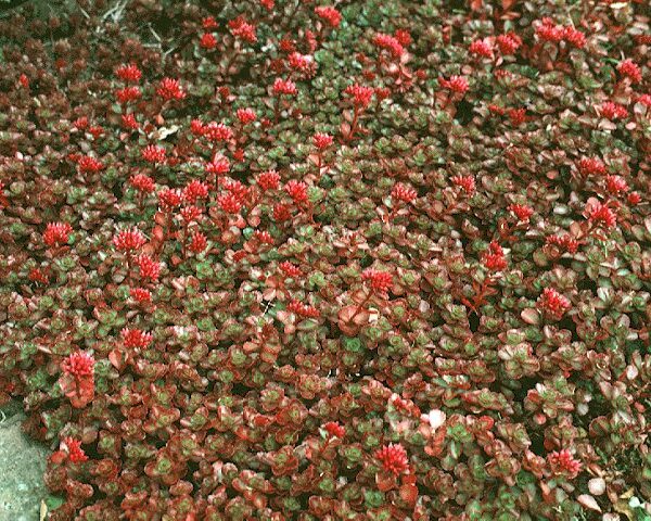 Sedum, Dragon's Blood