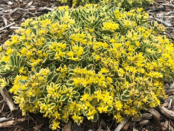 Sedum, Boogie Woogie