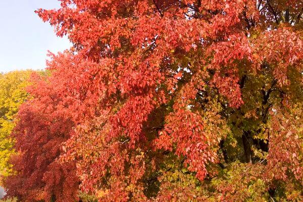 Maple, Freeman Sienna Glen