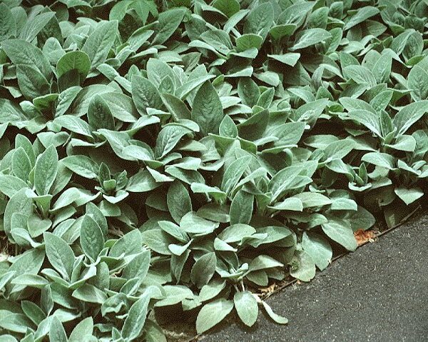 Lamb's Ear, Helene von Stein