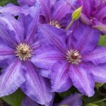 Clematis, Vancouver Starry Nights
