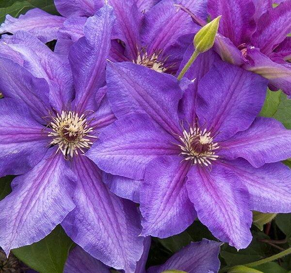 Clematis, Vancouver Starry Nights