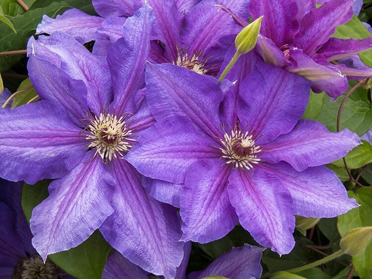 Clematis, Vancouver Starry Nights