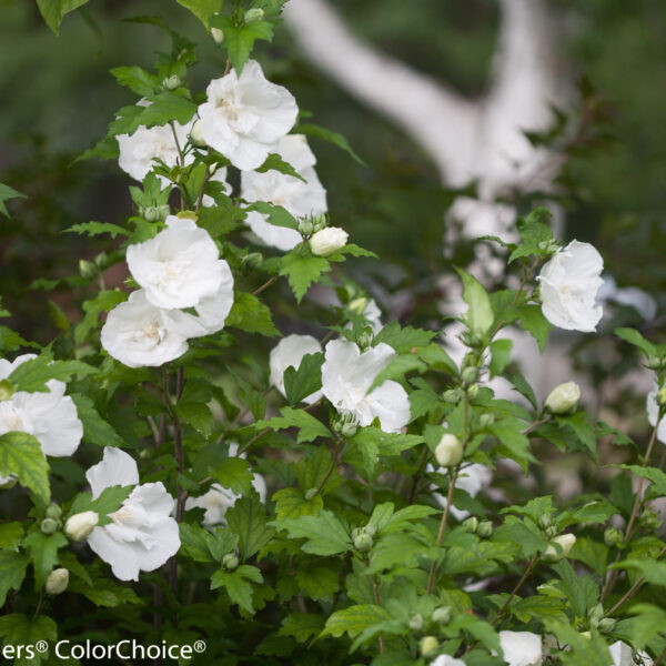 Althea, White Chiffon