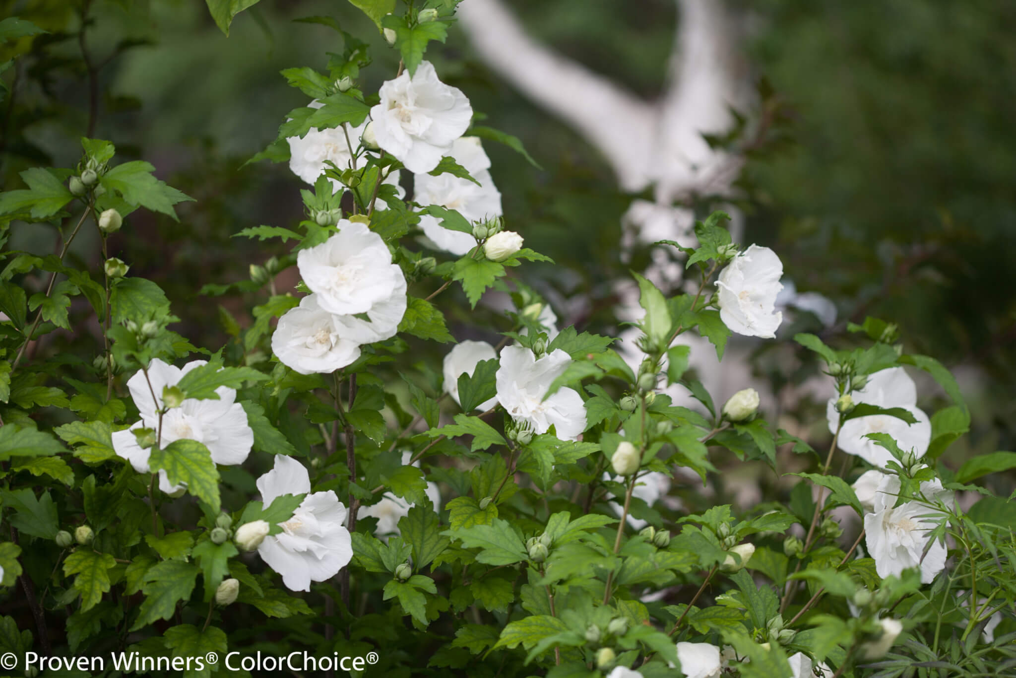 Althea, White Chiffon