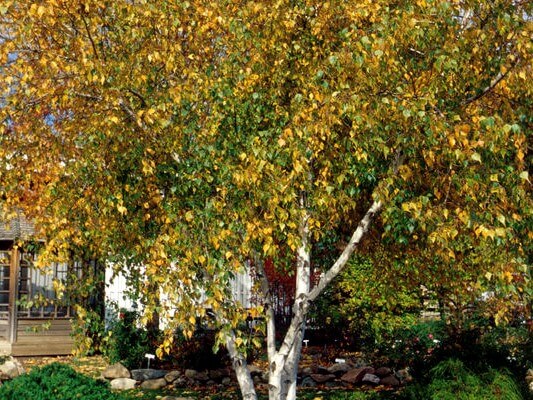 River Birch Tree (Single Stalk) – Green Thumbs Garden