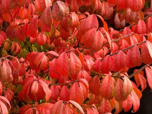 Burning Bush, Winged Euonymus