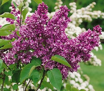 Lilac, Yankee Doodle