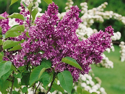 Lilac, Yankee Doodle