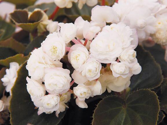 Begonia, Doublet White