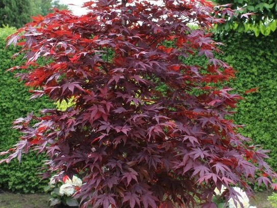 Maple, Japanese Fire Glow