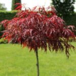 Maple, Japanese Red Dragon
