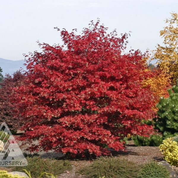 Maple, Japanese Sherwood Flame