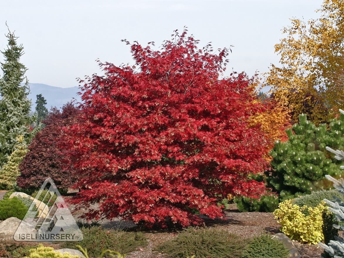 Maple, Japanese Sherwood Flame