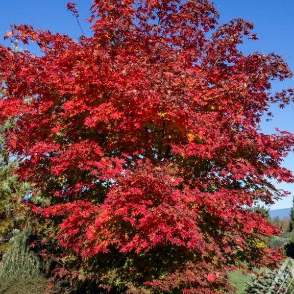 Maple, Korean North Wind