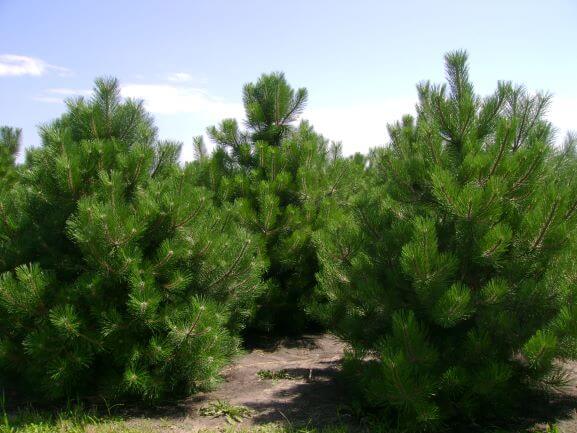 Pine, Austrian