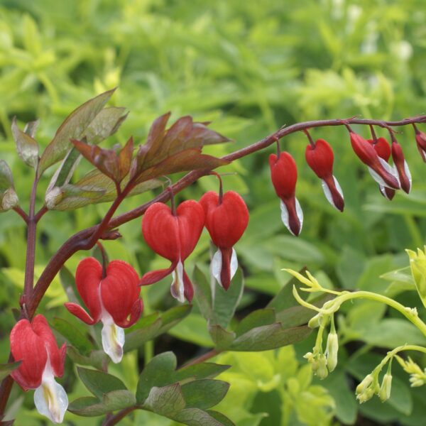 Bleeding Heart, Valentine
