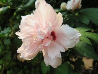 Althea, Blushing Bride
