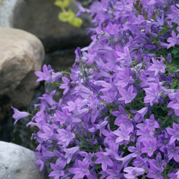 Bellflower, Blue Waterfall