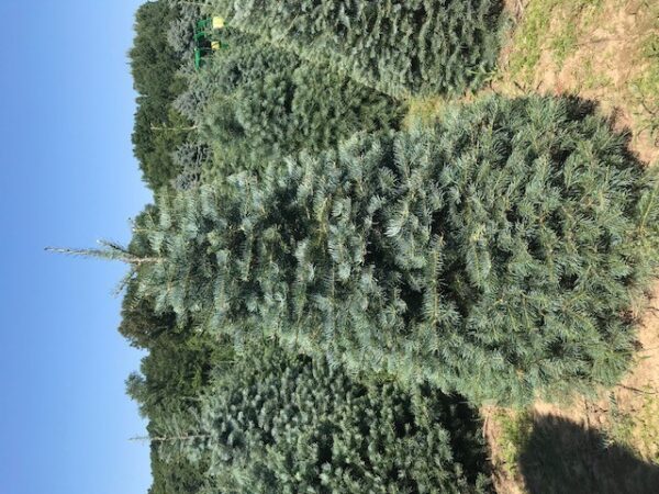 Fir, White - Image 2