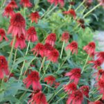 Coneflower, Hot Papaya