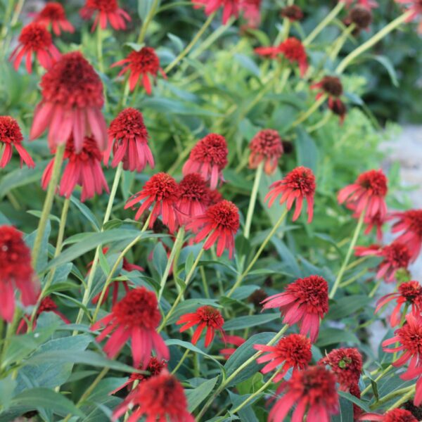 Coneflower, Hot Papaya