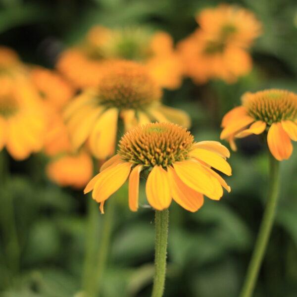 Coneflower, Sombrero Lemon Yellow