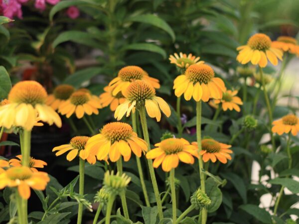 Coneflower, Sombrero Lemon Yellow - Image 2