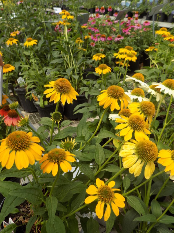 Coneflower, Sombrero Lemon Yellow - Image 3