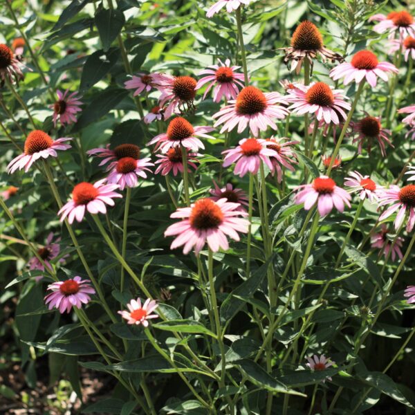 Coneflower, Magnus