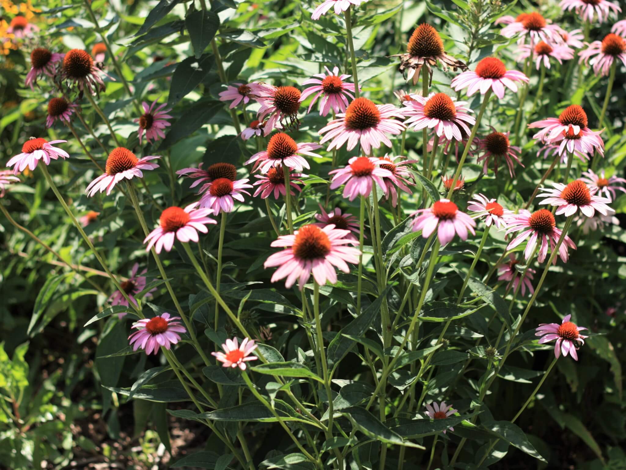 Coneflower clearance