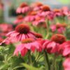 Coneflower, Pow Wow Wild Berry - Image 2