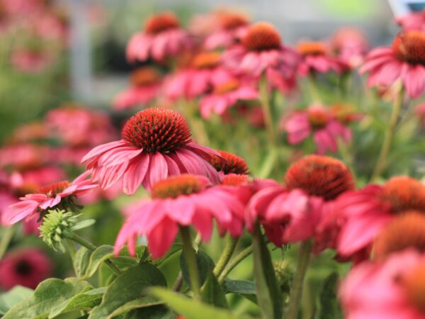 Coneflower, Pow Wow Wild Berry - Image 2