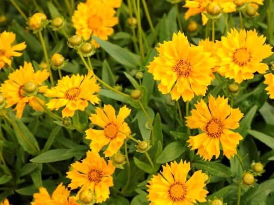 Coreopsis, Jethro Tull