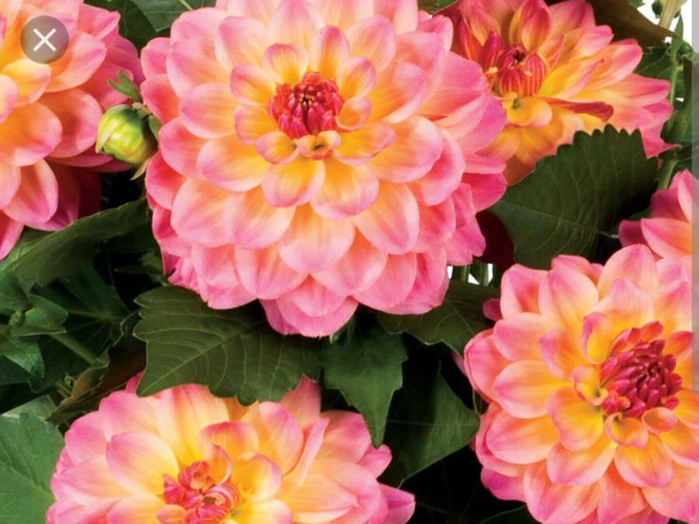 Dahlinova, Hypnotica Rose Bi-color